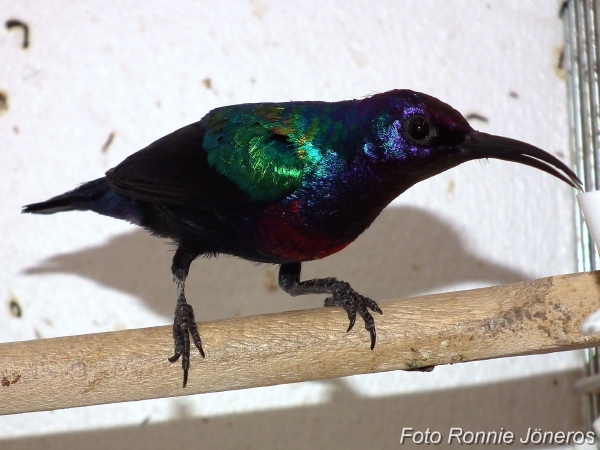 splendid sunbird
